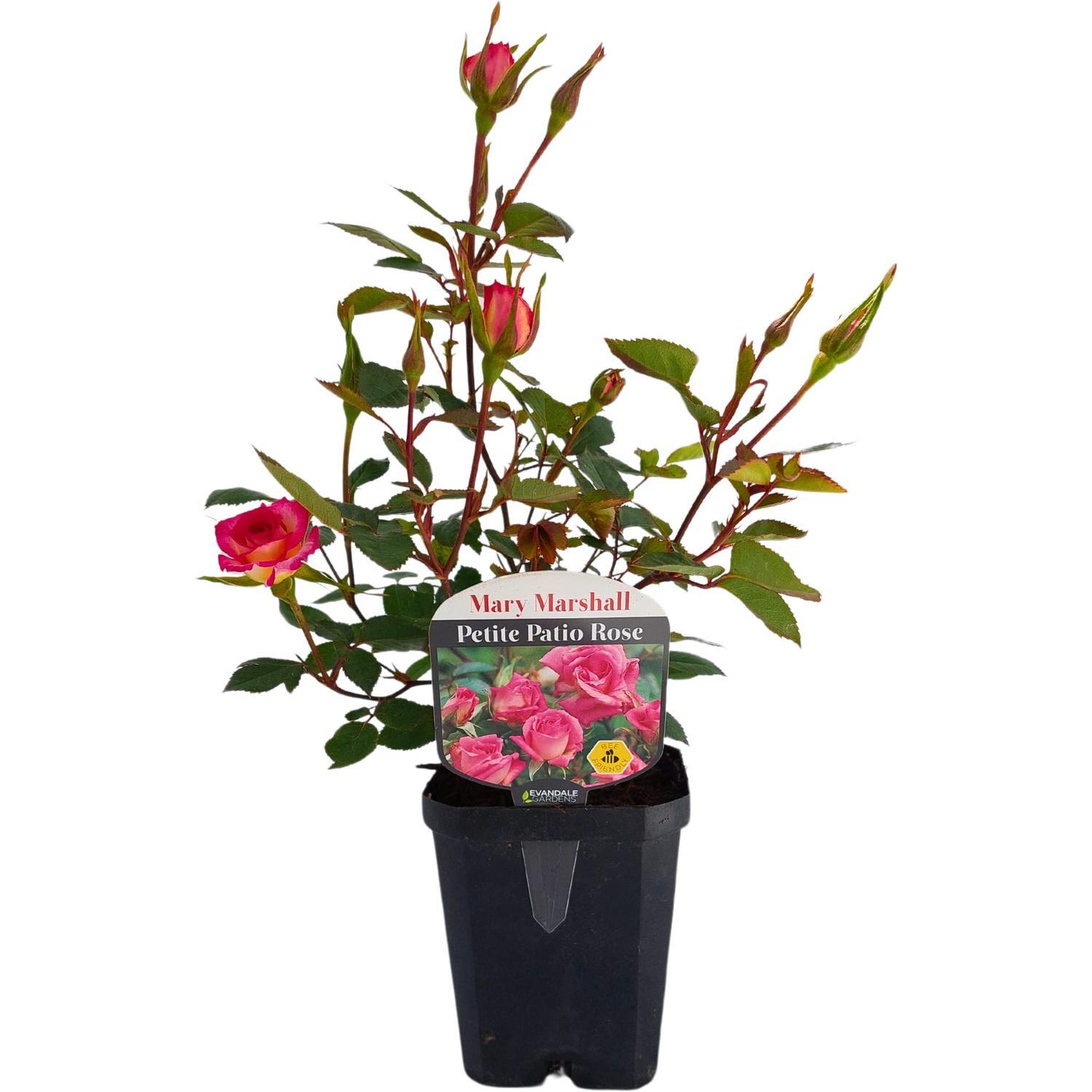 Patio Rose  Mary Marshall