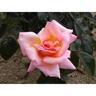 Rose Compassion 4.7L