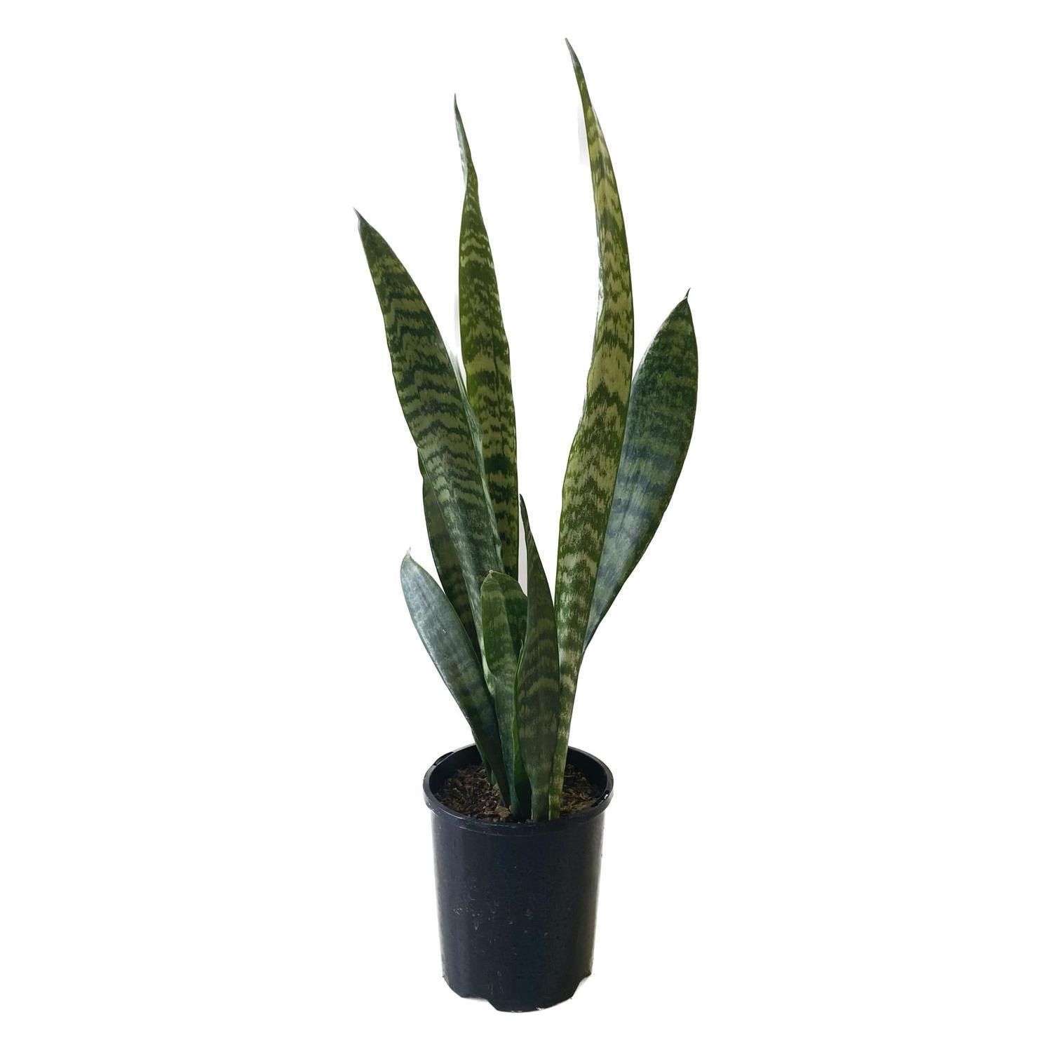Sansevieria 'Snake Plant' Trifasciata  14cm