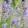 Lavender Super