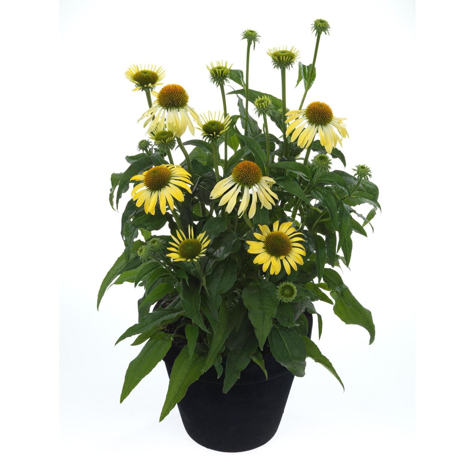 Echinacea Moodz Shiny