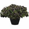 Petunia Midnight Gold