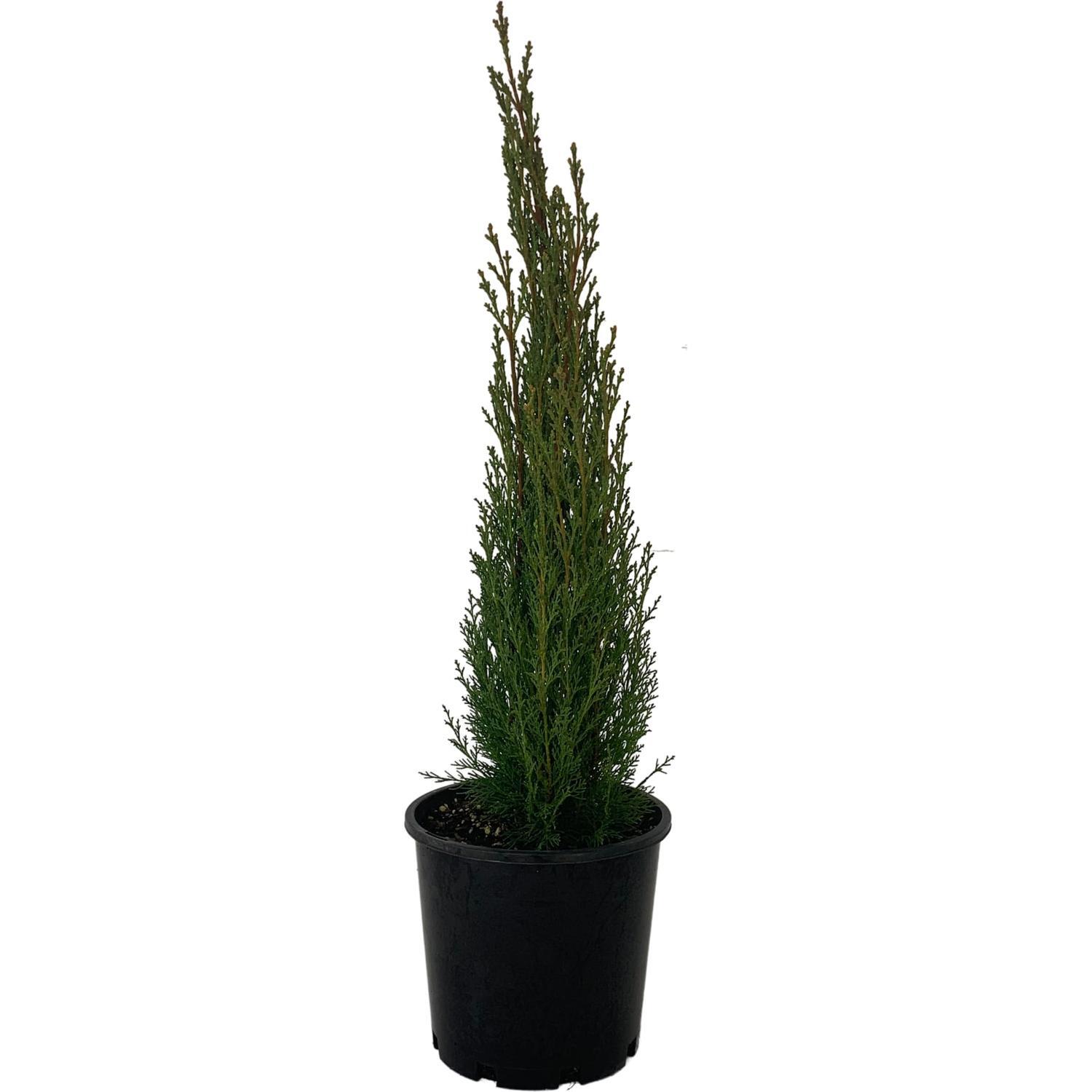 Cupressus Gracilis