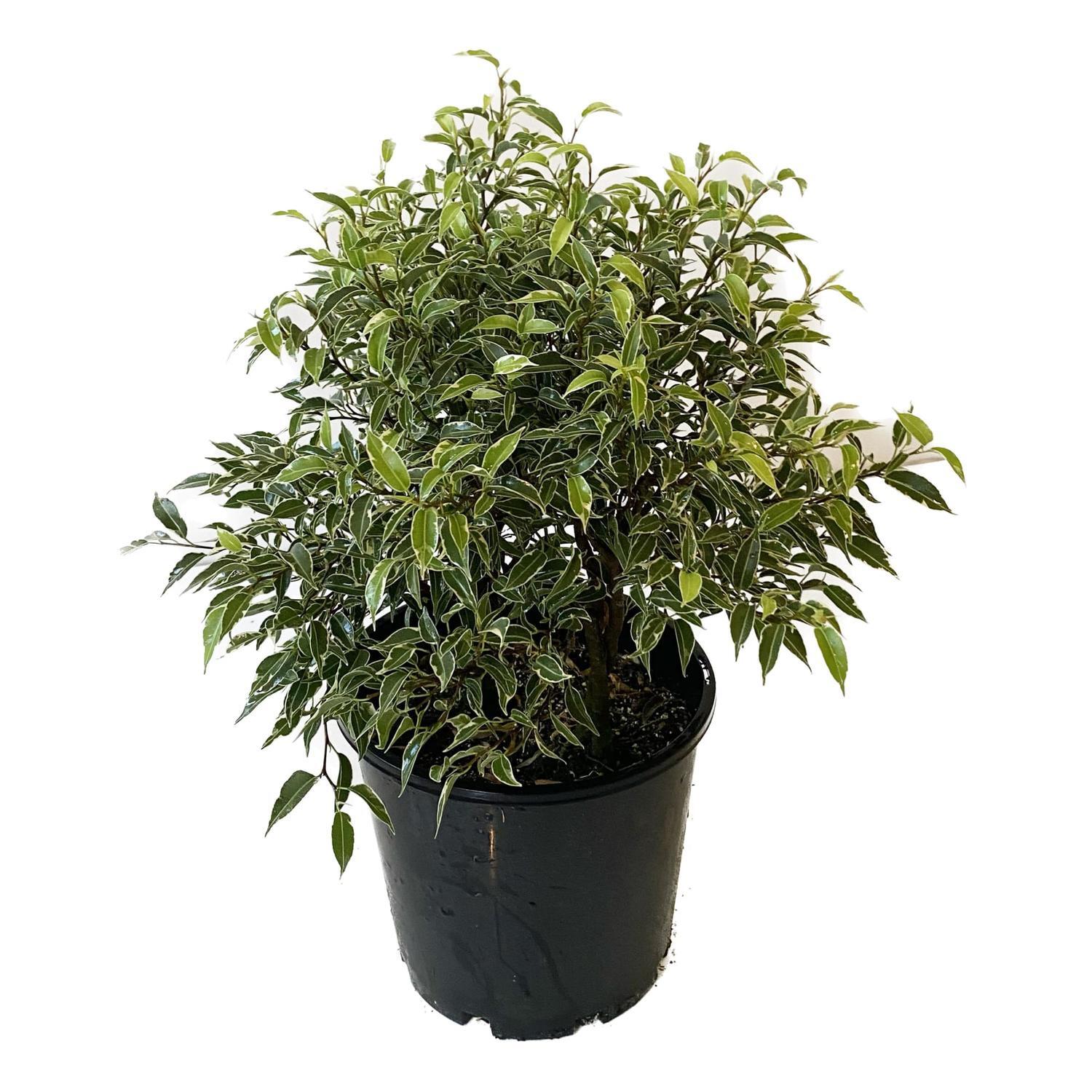 Ficus Nikitia 20cm
