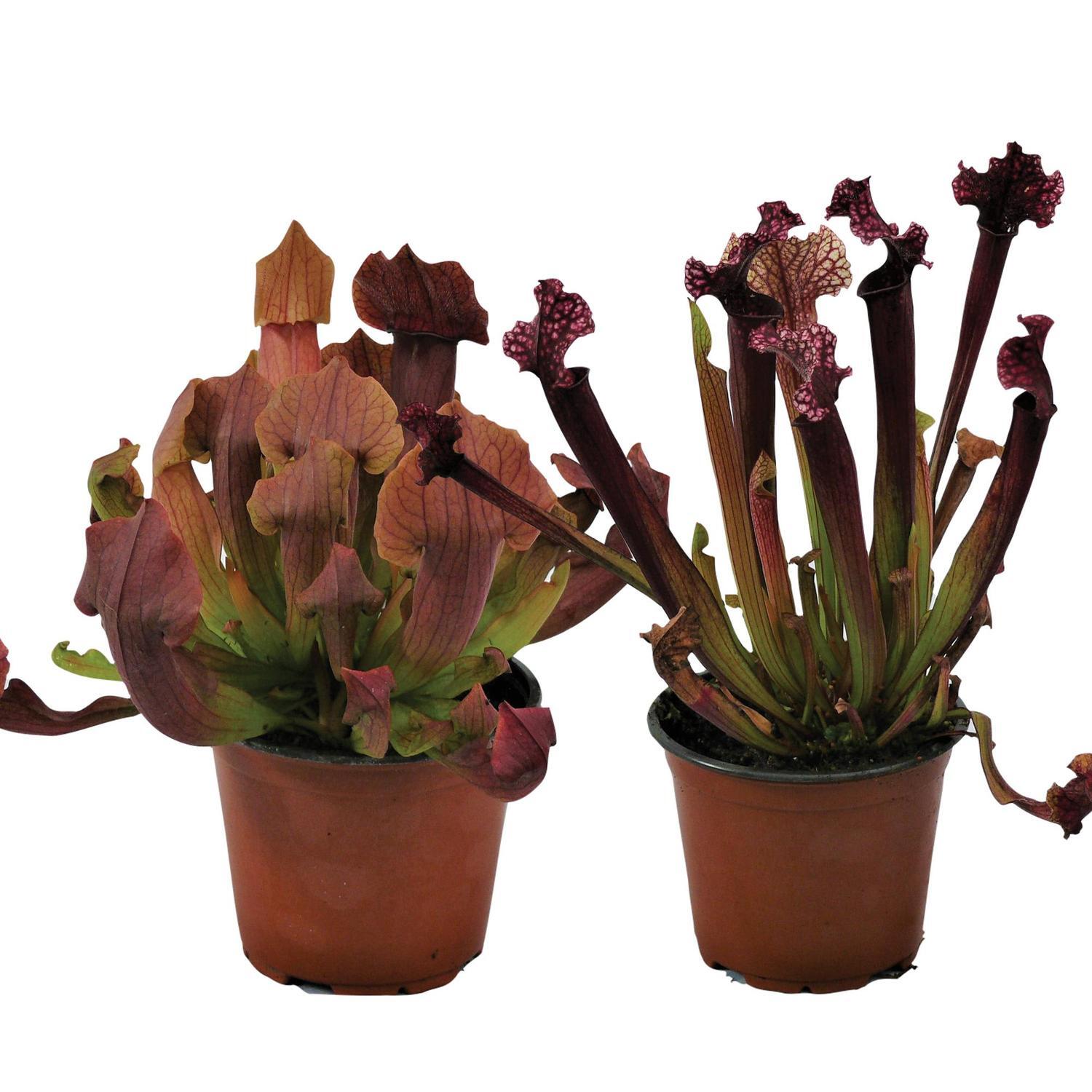 Sarracenia Judith Hindel