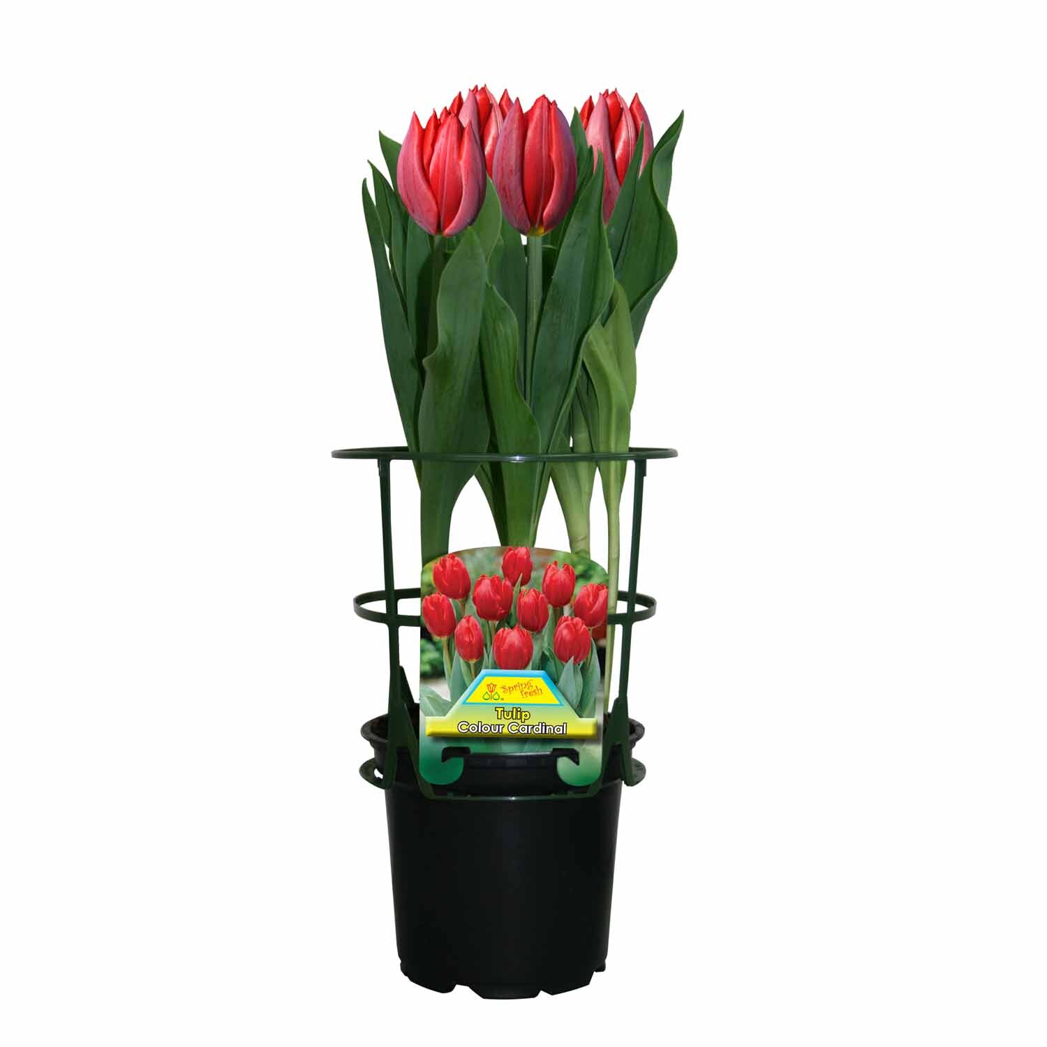 Potted Tulip 'Hermitage'