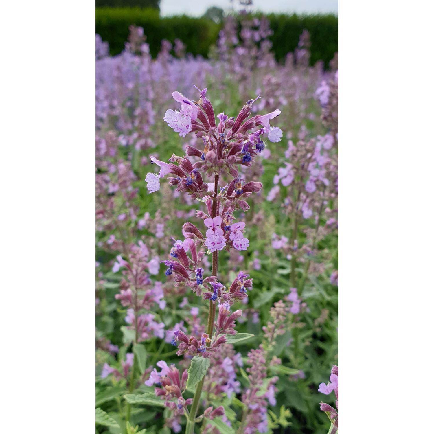 Nepeta Six Hills Giant