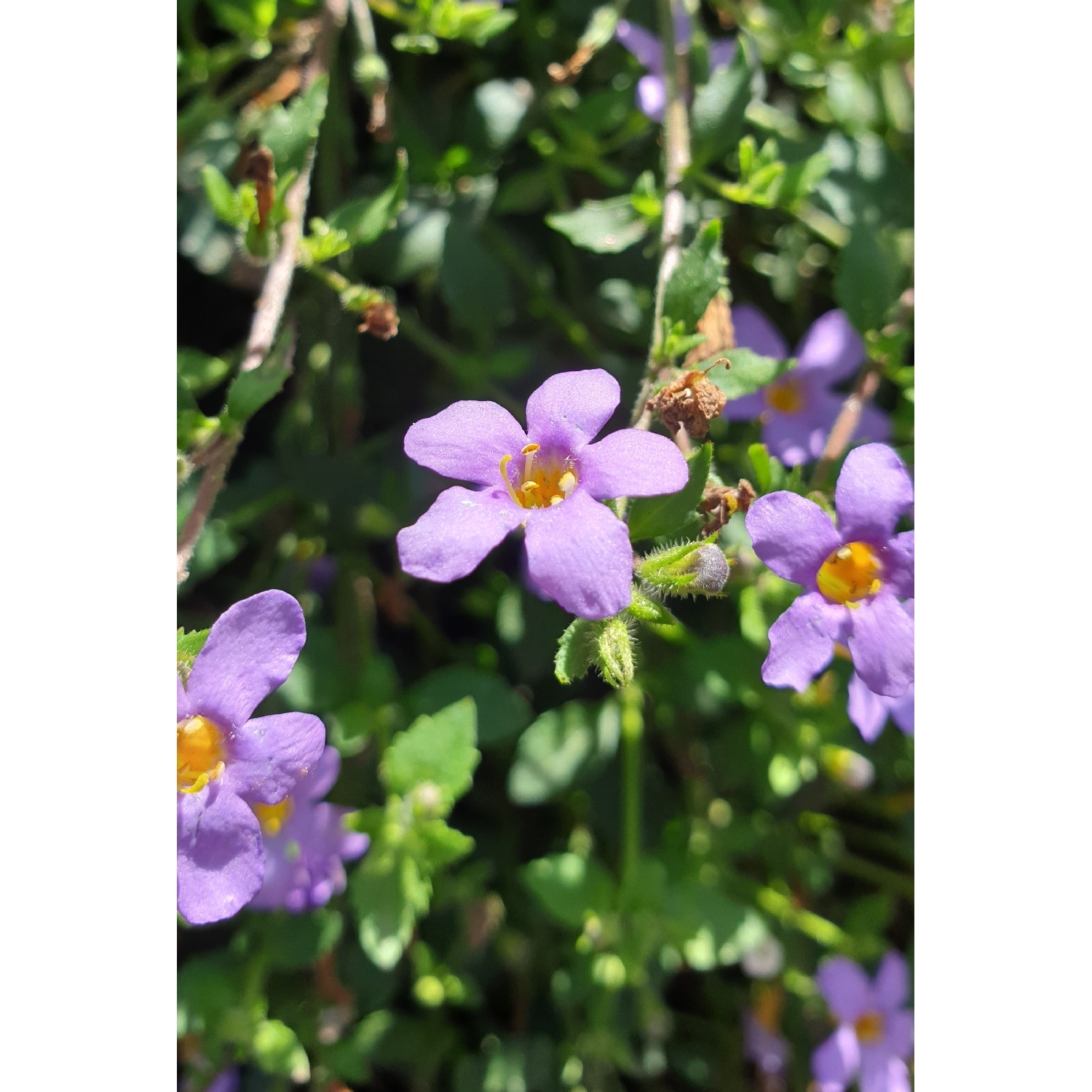 Bacopa Blue Showers