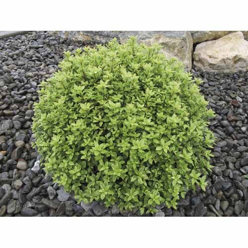 Pittosporum Tenuifolium Little Burger