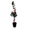 Camellia Hybrid 'Dream Boat'