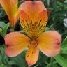 Alstroemeria  Inca Mambo