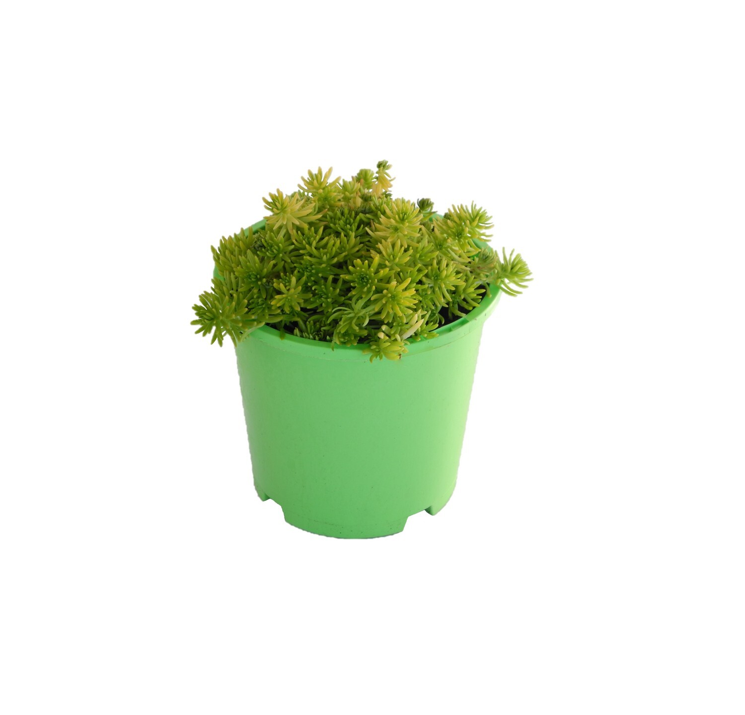 Sedum Goldmound