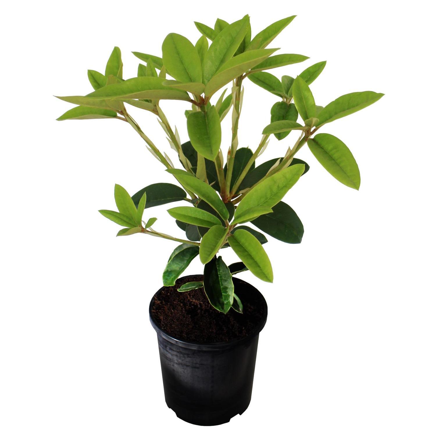 Rhododendron Susan