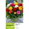 Ranunculus Rainbow Mixed 20 pack