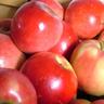 Apple Semi-Dwarf 'Rubee Red' 4.7 litre