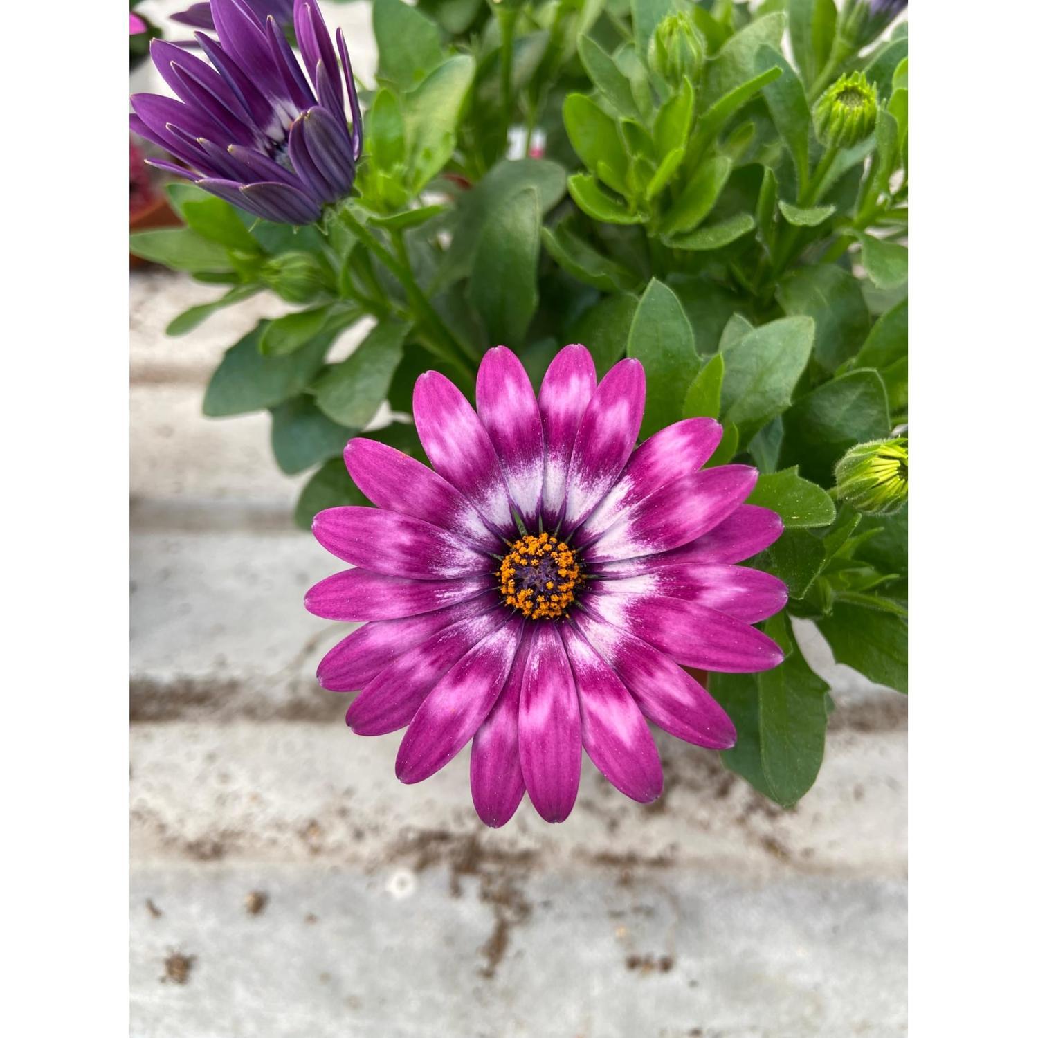 Osteospermum Flower Power Lavender Feather 1.5L