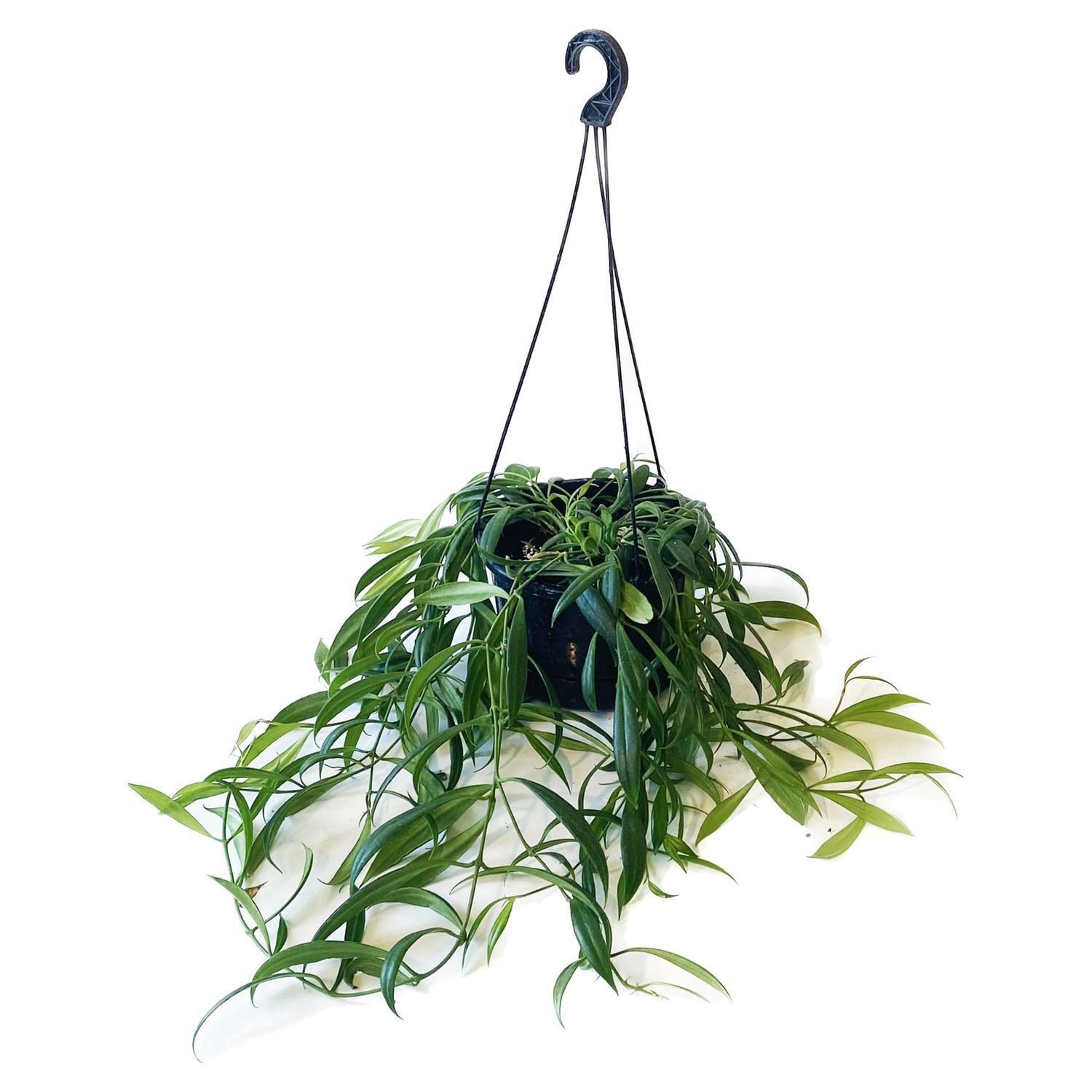 Aeschynanthus Parasiticus Basket 17.5cm