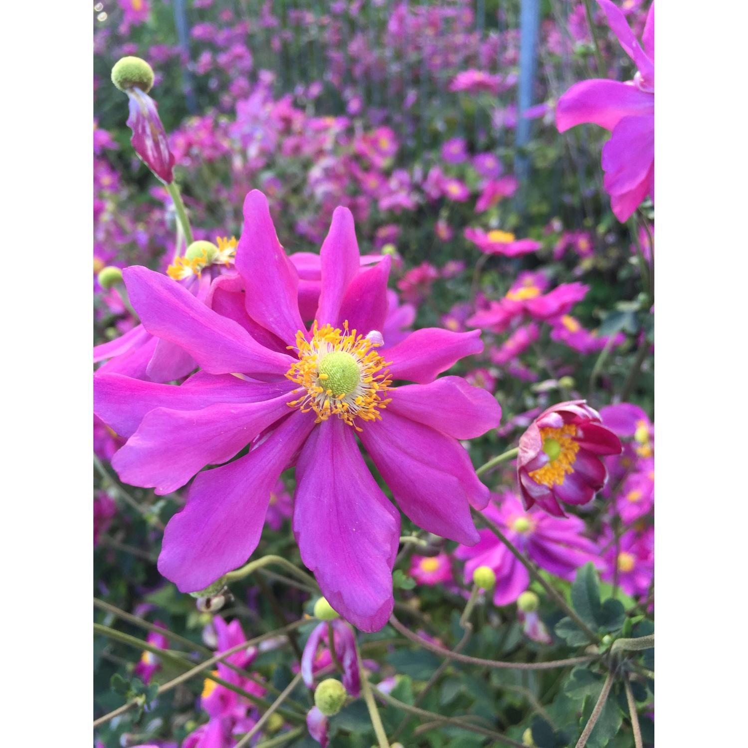 Anemone 'Prince Henry'