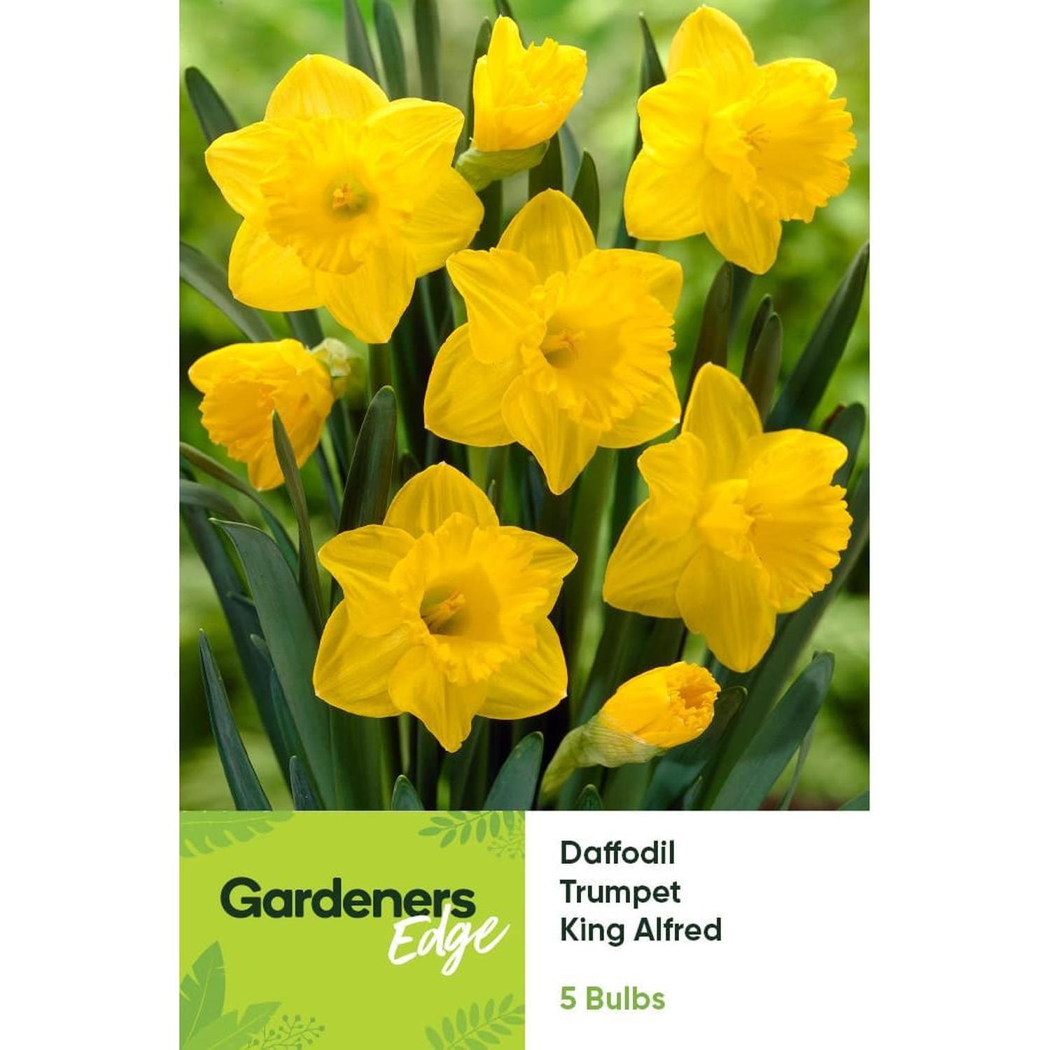 Daffodil King Alfred 5 Pack