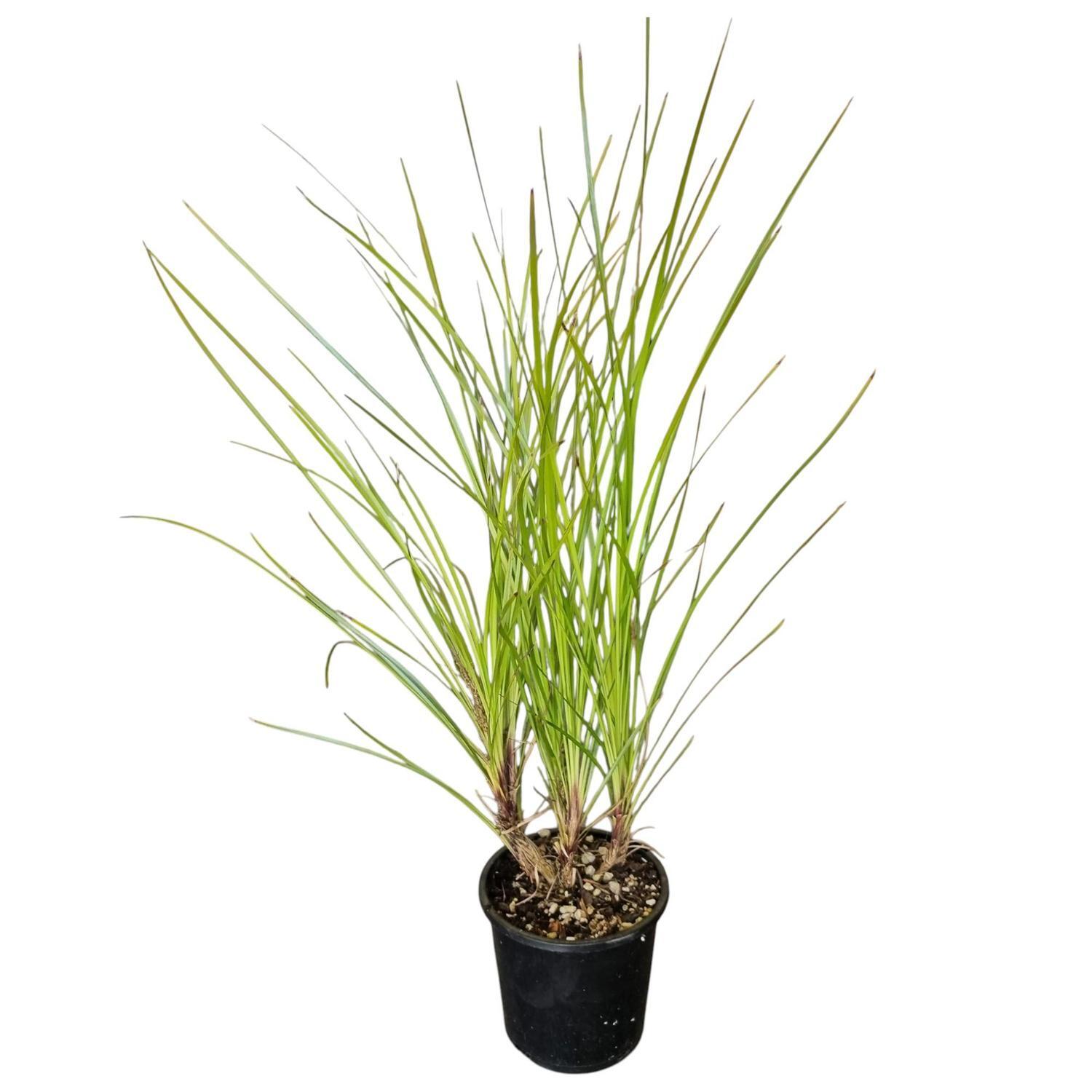 Lomandra 'Grass' Little Pal 1.3L