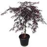 Acer palamtum dissectum Tamukeyama 30 litres