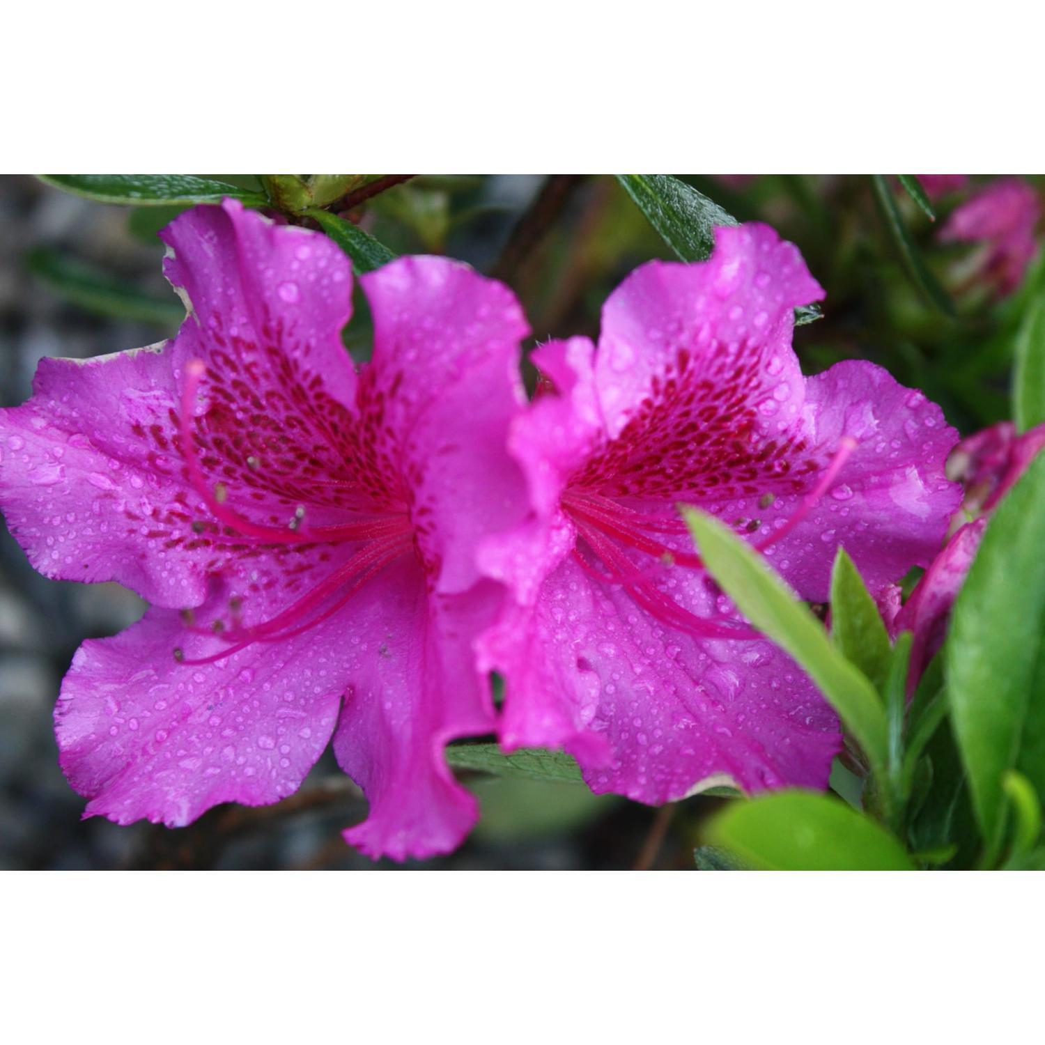 Azalea