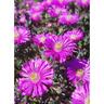Mesembryanthemum Purple Splendour
