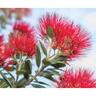 Splashback Pohutukawa H: 750mm, W: 900mm