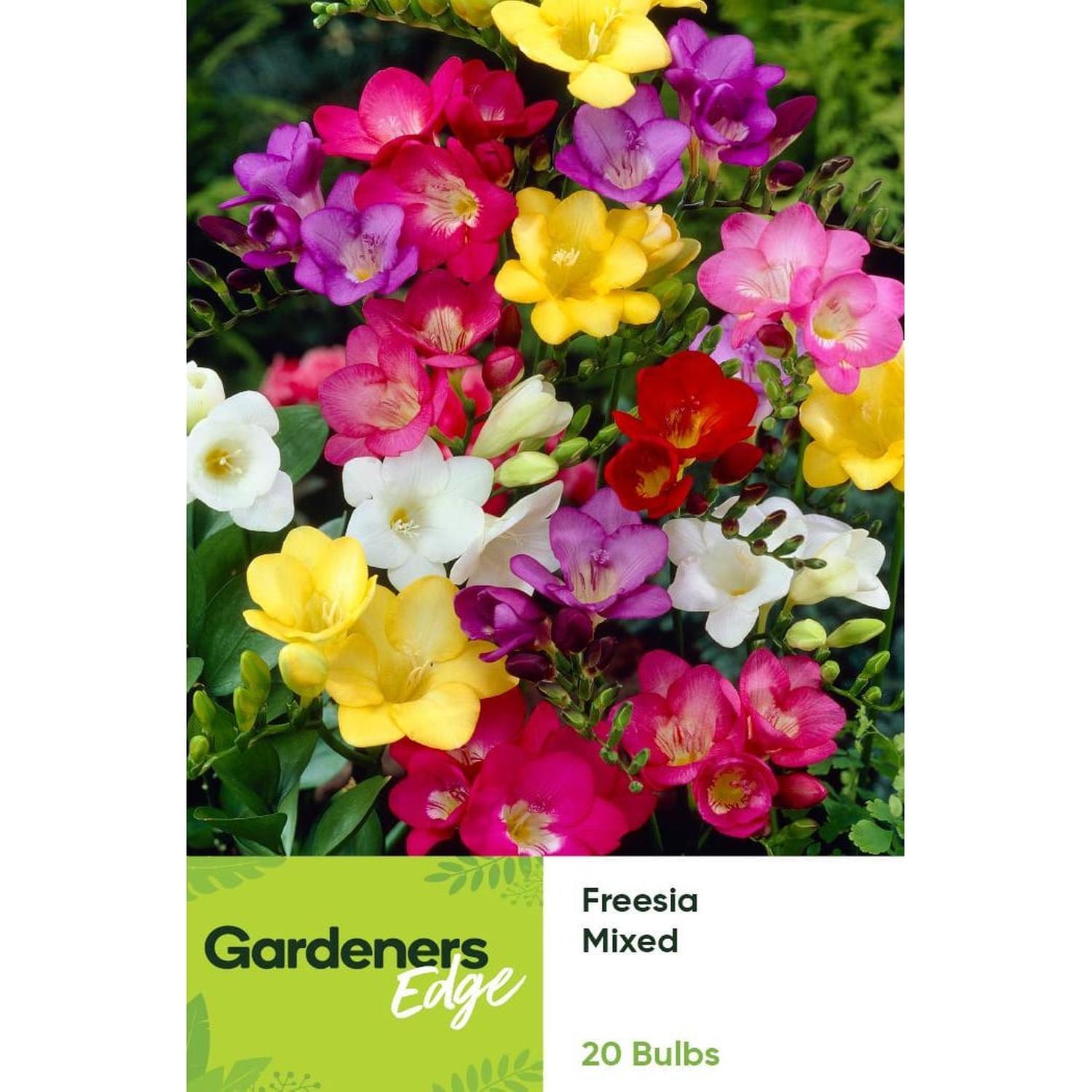 Freesia Single Mixed 20 pack