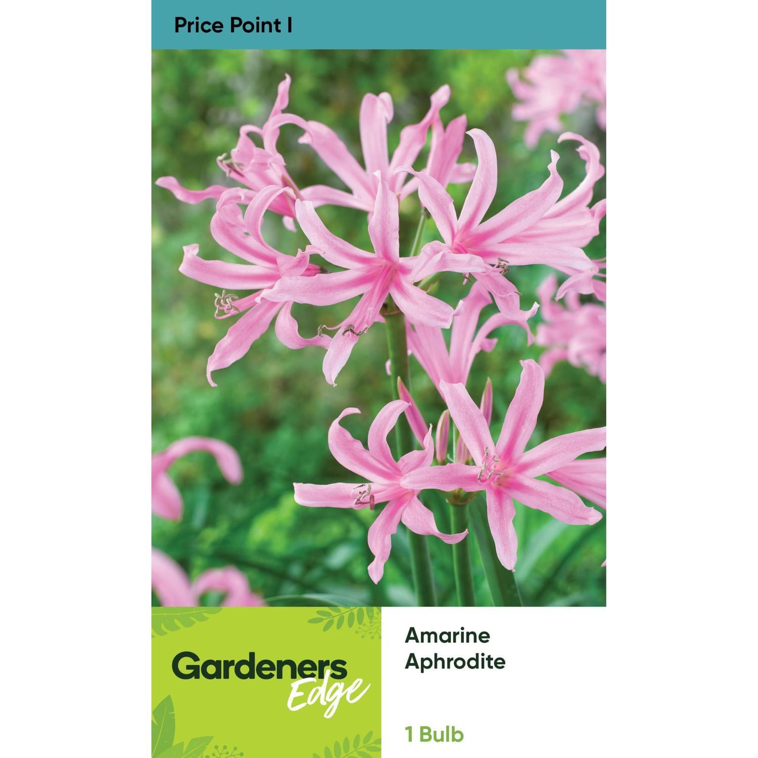 Amarine Aphrodite Pack of 1