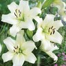 Lily La Hybrid Ercolano Pack 1