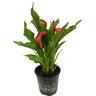 Zantedeschia 17cm