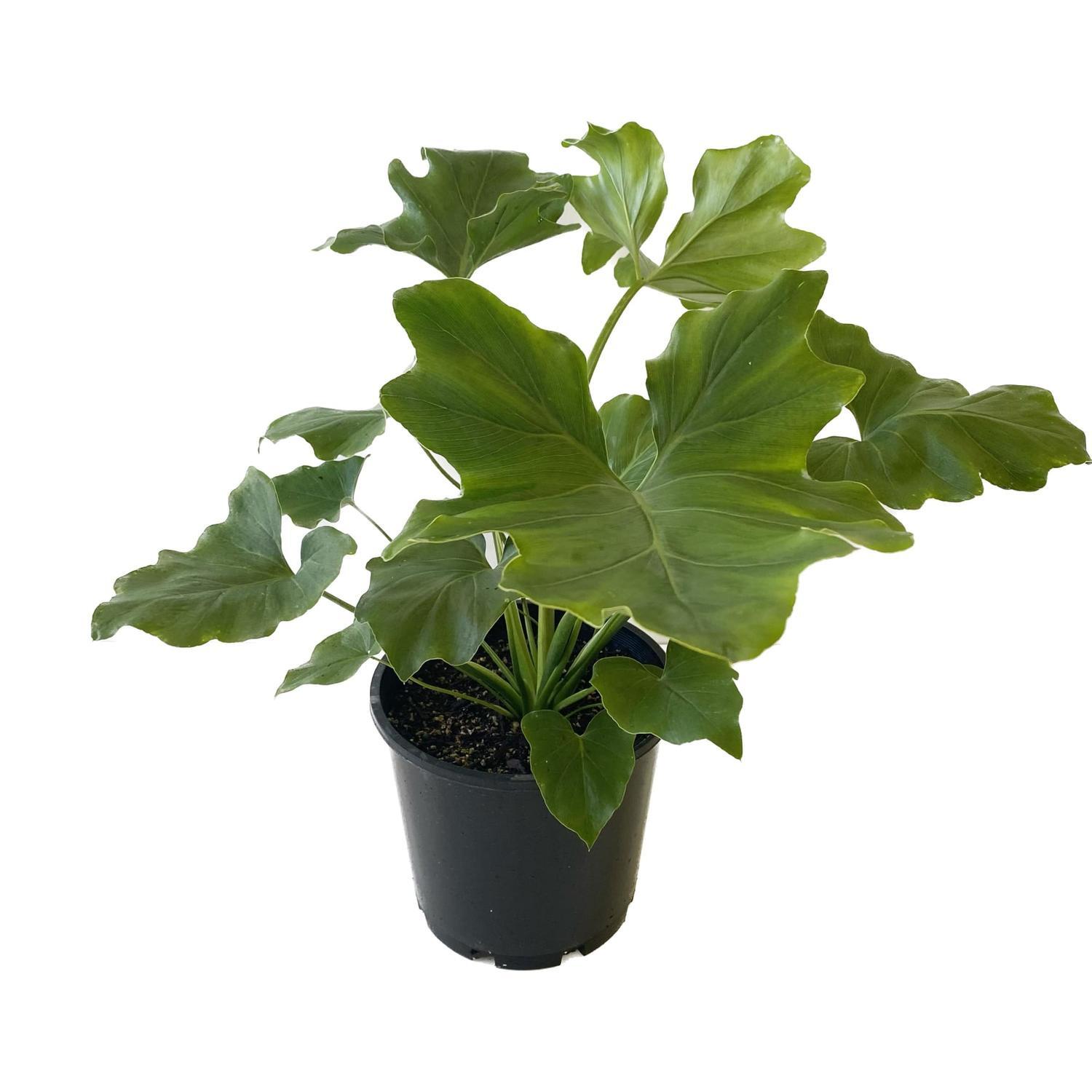 Philodendron Selloum 20cm