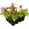 Begonia Green Leaf Mix