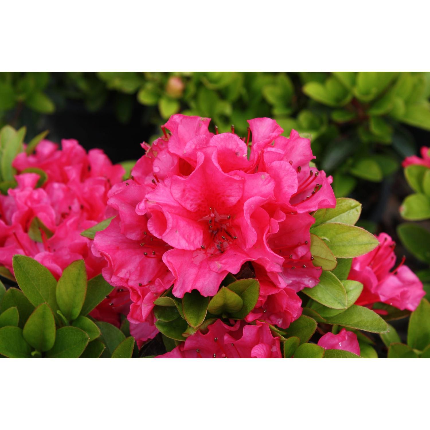Azalea