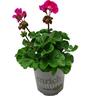 Pelargonium Tex Mex