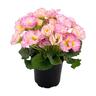 Primula F1 Elodie Double Mix