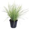 Lomandra White Sands PVR
