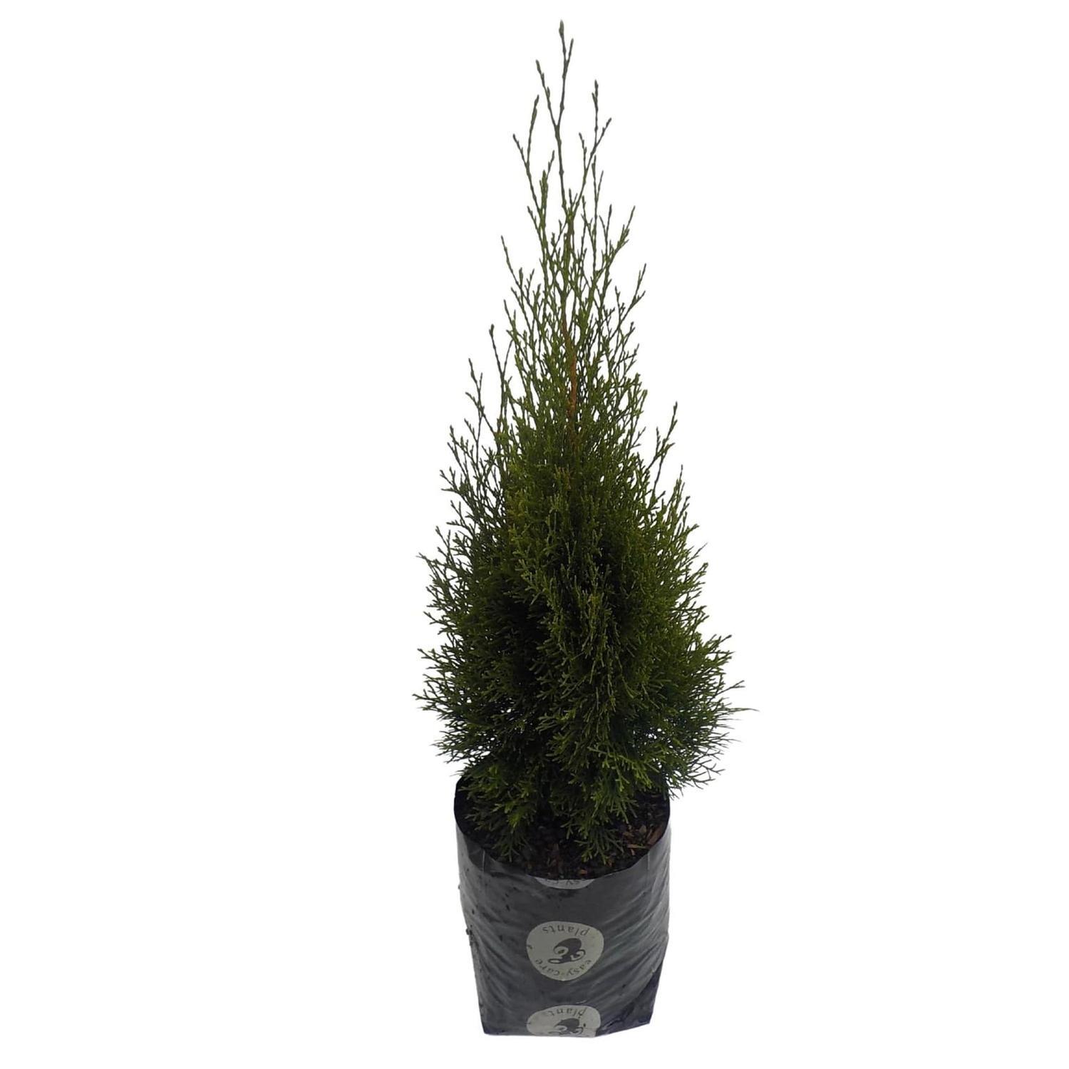 Thuja Smaragd