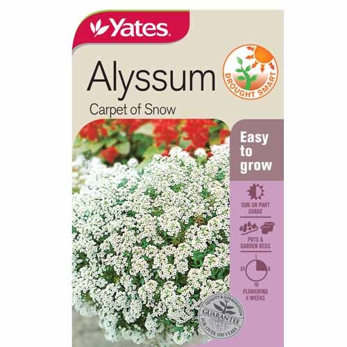 Alyssum 'Carpet Of Snow'