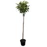 Prunus Lusitanica Standard 1.2m