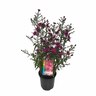Aster Royal Ruby