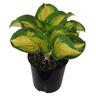 Hosta Great Expectations