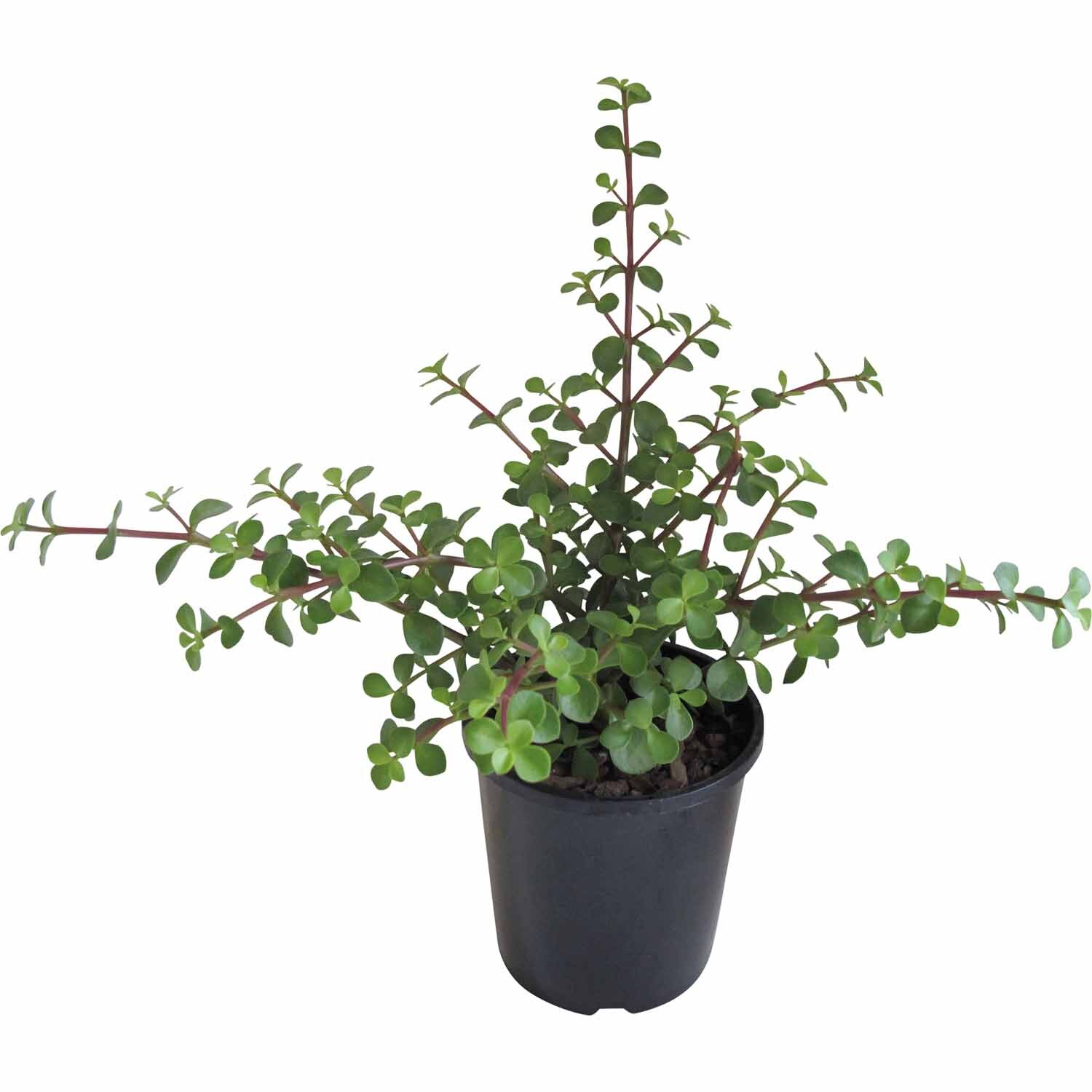 Portulacaria Afra