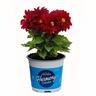 Dahlia Nova Mixed