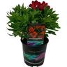 Alstroemeria Inca Bandit