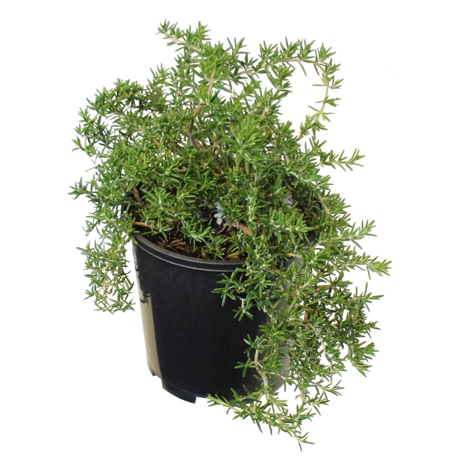Rosemary Lockwood de Forest
