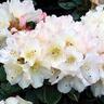 Rhododendron Unique