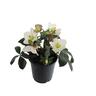 Hellebore Ice N Roses® White 2.4L
