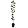 Apple Semi-Dwarf 'Peasgood's Nonsuch' 4.7 litre
